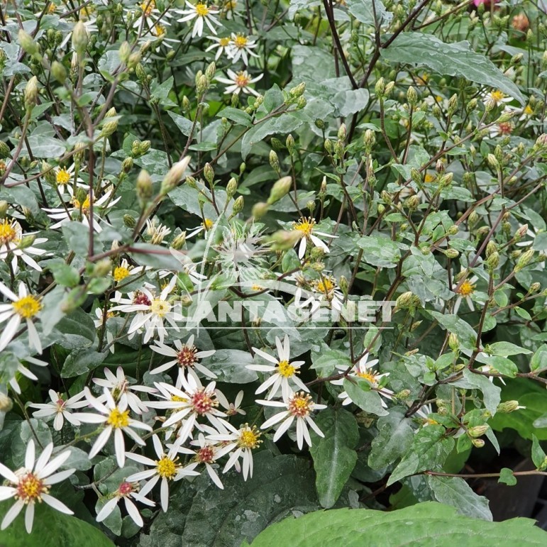 Aster divaricatus Beth Chatto