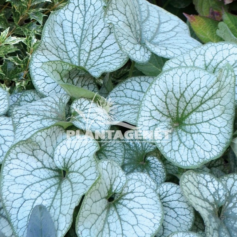 BRUNNERA macrophylla Alexanders Great