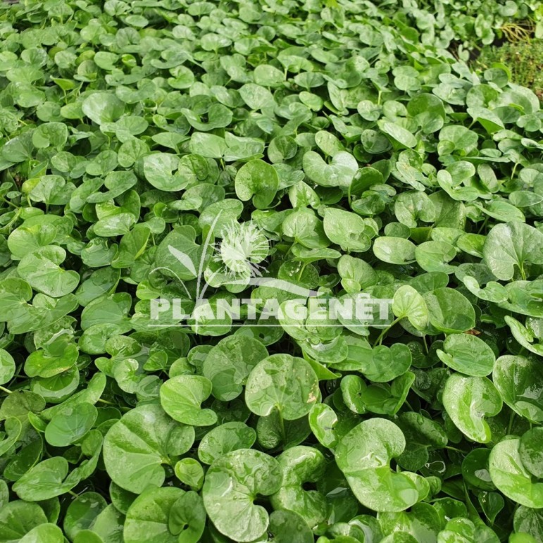 DICHONDRA repens