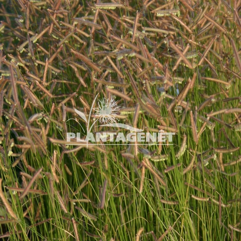 Bouteloua gracilis Bad River