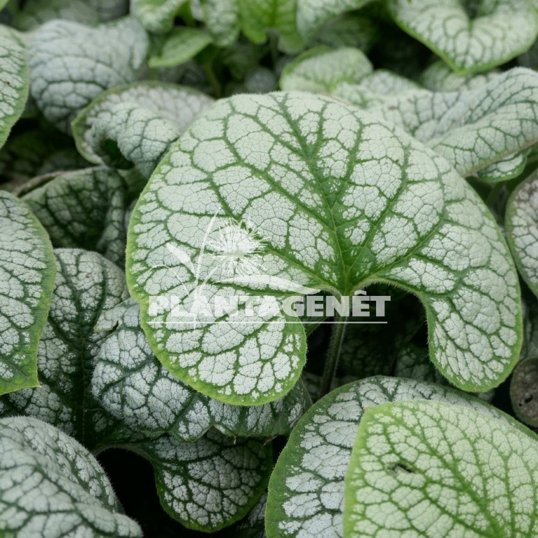 BRUNNERA macrophylla Silver Heart