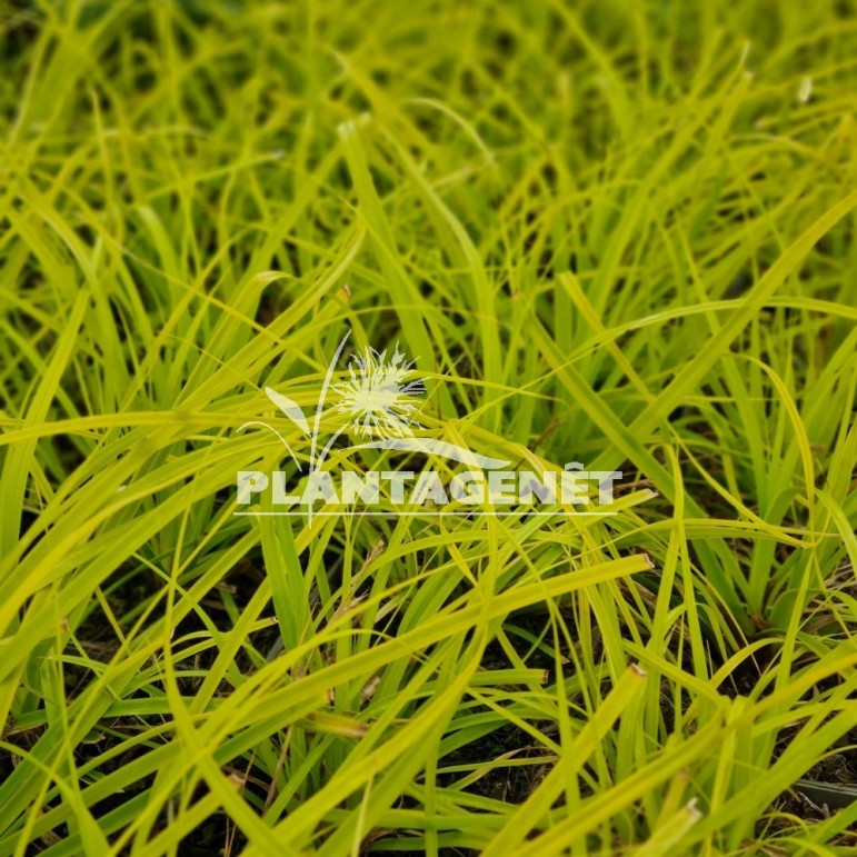 Carex oshimensis Everillo