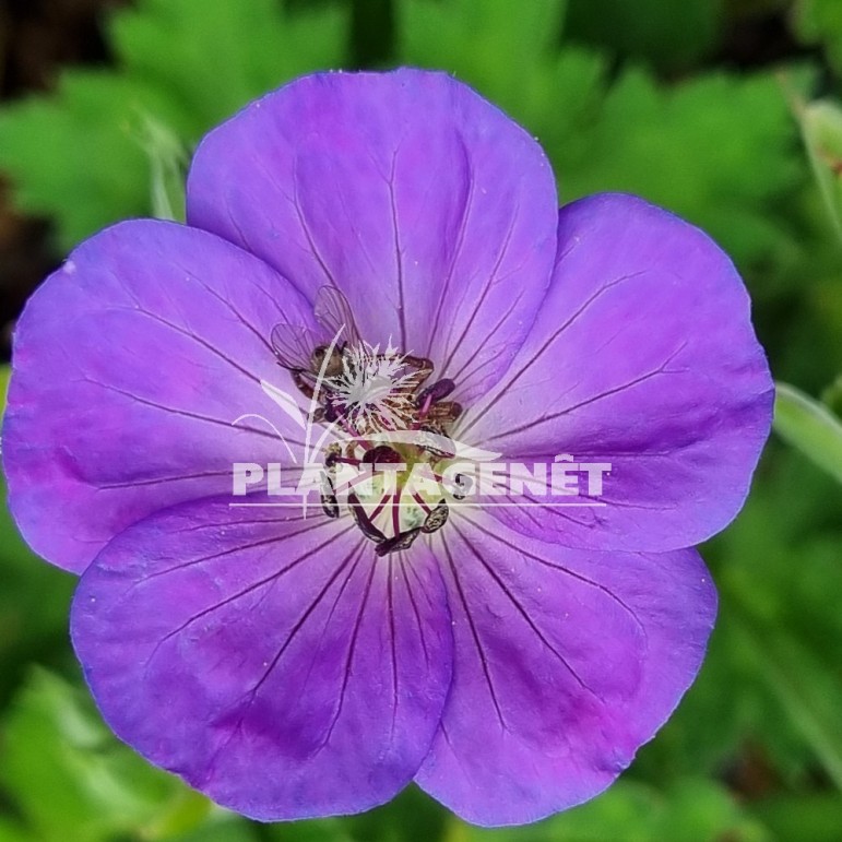 Geranium Azure Rush