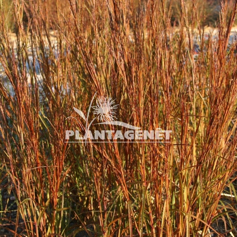 Schizachyrium scoparium Standing Ovation