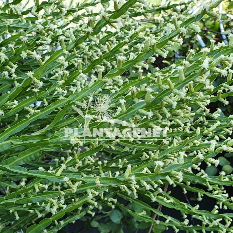 Baccharis genistelloides