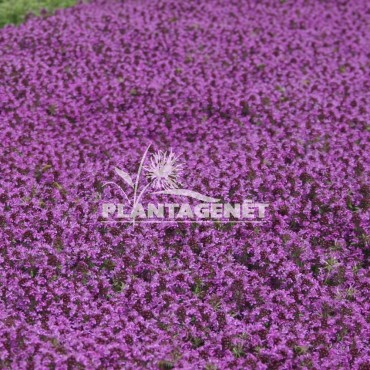 Thymus Praecox Creeping Red
