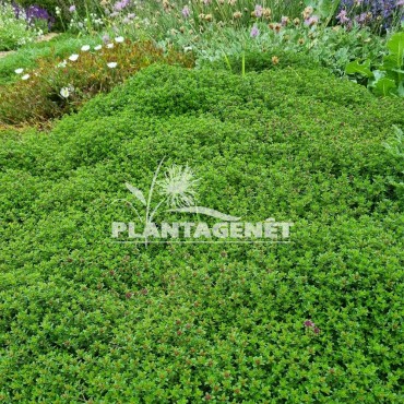 Thymus Lammefjord en bordure de massif