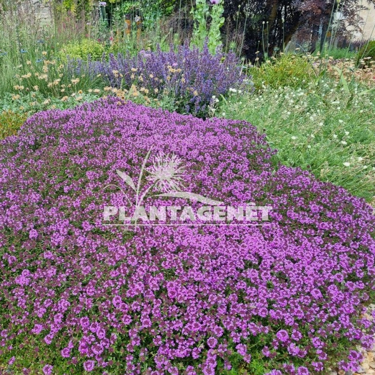 Thymus Lammefjord
