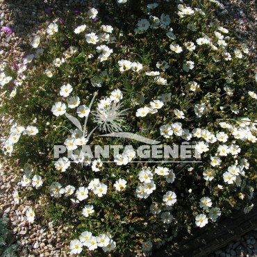 Cistus x florentinus Tramontane