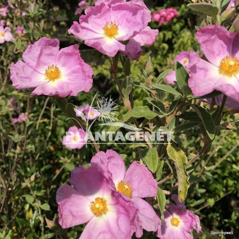 Cistus x argenteus Silver Pink