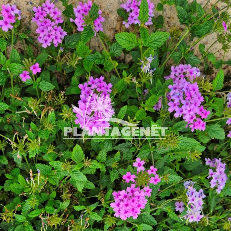 Verbena Seabrooks Lavender