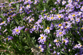 photos fleurs d'aster amellus Dr Otto Petscheck
