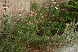 photo de sauge Salvia ribambelle en massif en pied de mur
