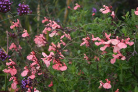 photo de sauge Ribambelle en fleurs