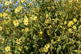 photos de fleurs tournesol vivace, petites fleurs jaunes hélianthème