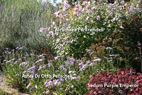 photo de massif de plantes vivaces résistantes à la sécheresse avec nom des plantes