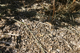 photo de paillage de miscanthus pour massif