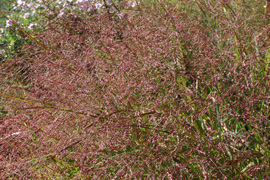 Photo Panicum sélection Plantagenet