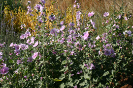 Photo roses trémières vivaces en fleurs