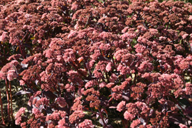 photo de sedum purple emperor tapis de fleurs roses
