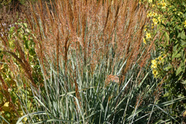photos d'épis de sorghastrum graminée