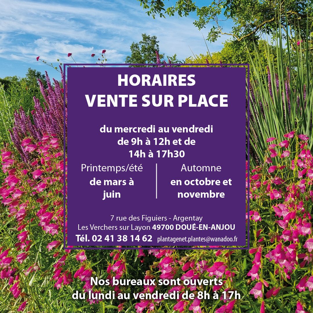 bureau-plantagenet-plantes 