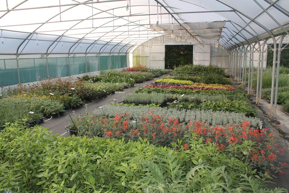 bureau-plantagenet-plantes 