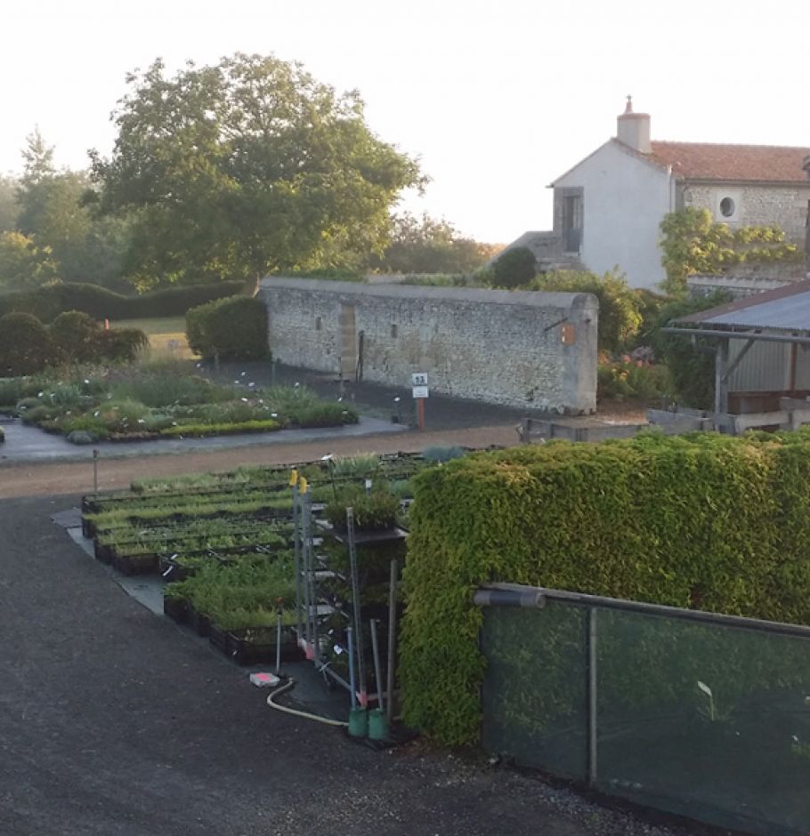Vente vivaces et graminées Plantes durables Plantagenet Plantes - Anjou